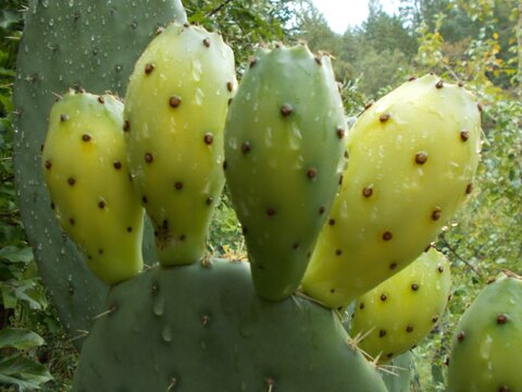 Desert Dream Prickly Pear cactus (Custom)